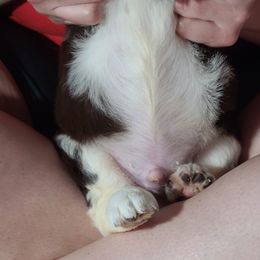English Springer Spaniel Puppies from Savannah River Springers