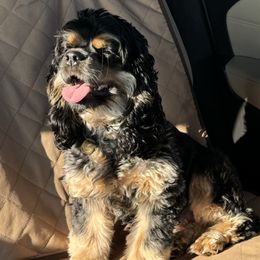 Aurora - Cockapoo