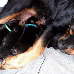 Rottweiler Puppies from C&C Royal Rottweilers