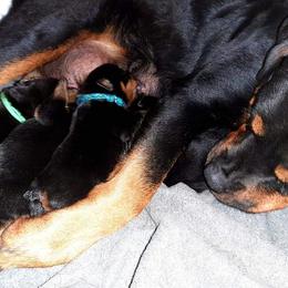 Rottweiler Puppies from C&C Royal Rottweilers