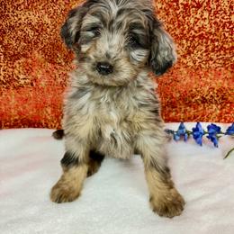 Boy 2 - Brown merle male Aussiedoodle puppy in Marshall, Arkansas from Buffalo River Puppies