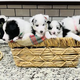 "5 weeks" Shetland Sheepdog Puppies from Southern Charm Sheltie Farm