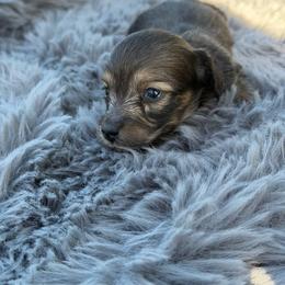 Gravy - Cream male Dachshund puppy in Sebring, Florida from Mini Weenies