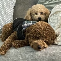Poodles from YC Poodles