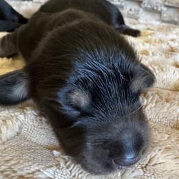 Taffy - Black and cream female Dachshund puppy in Fieldbrook, California from Honeydox Miniature Dachshunds