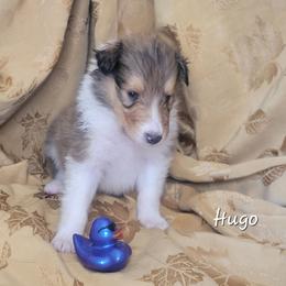Hugo - Sable and white male Collie puppy in Mattoon, Illinois from Gold Leaf Collies