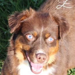 Checotah - Miniature American Shepherd