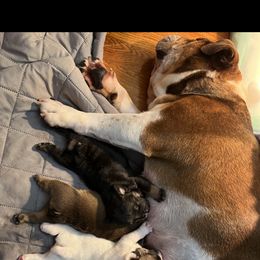 Bulldog puppies from Castle Manor Bulldogs