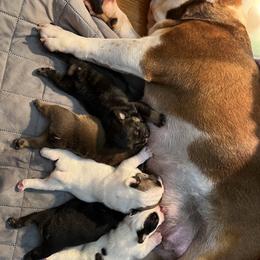 Bulldog puppies from Castle Manor Bulldogs