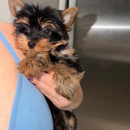 Ninita - Black and tan female Yorkshire Terrier puppy in Fort Myers, Florida from Katherine’s Yorkies and Poodles