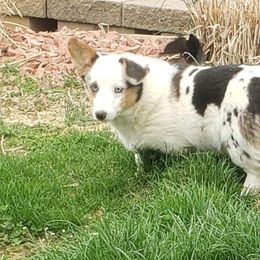 Chardonnay - American Corgi