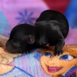 Boy 1 - Black and tan male Yorkshire Terrier puppy in White Pigeon, Michigan from Kathys Yorkie and Shih-tzu Cuties