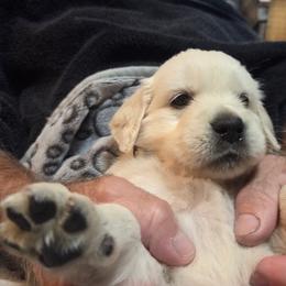 Girl 5 - Light golden female Golden Retriever puppy in Milton, Florida from Katherine's Golden Retrievers and Gordon Setters.