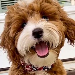 Cash - Goldendoodle
