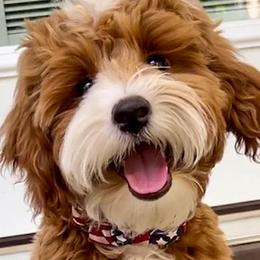 Cash - Goldendoodle