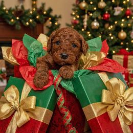 Girl 1 - Red  female Poodle puppy in Mc Henry, Illinois from Sunset Maple Poodles