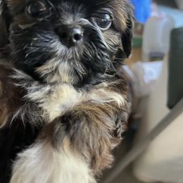 Jojo - Brindle and white male Shih Tzu puppy in St. Helena, California from Sattui little Shih Tzu of Napa Valley