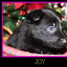 German Shepherd Puppies from Black Beauty Shepherds