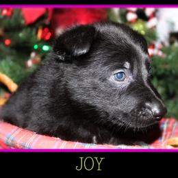 German Shepherd Puppies from Black Beauty Shepherds