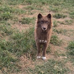 Cocoa - Siberian Husky