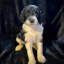 Ellis - Parti male Goldendoodle puppy in Raleigh, North Carolina from Tar Heel Doods