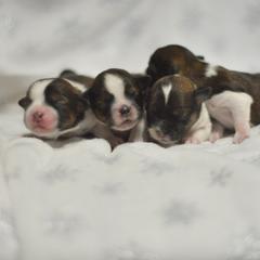 Australian Shepherd puppies from PTK Ranch