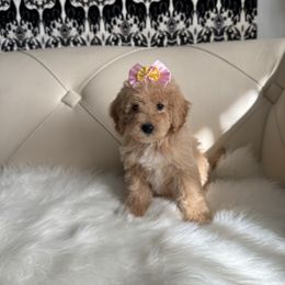 Zuka - Apricot female Goldendoodle puppy in Davie, Florida from Daviegoldendoodles