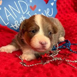 Tank - Blue male Pembroke Welsh Corgi puppy in Hotchkiss, Colorado from Grand Mesa Corgis