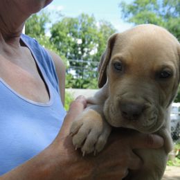Bruno - Silver male Great Dane puppy in Glenville, New York from Red Oak Farm and Kennel
