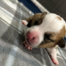 Boy 5 - Red and white male American Corgi puppy in Cocoa, Florida from Cascadian Space Coast Corgis LLC