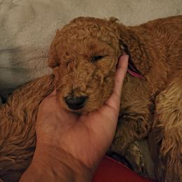 Oakley - Cream male Goldendoodle puppy in Knoxville, Tennessee from Kokoh Doodles