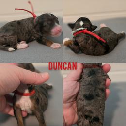 Duncan - Blue merle male Bernedoodle puppy in Summerville, South Carolina from Channys Doodles