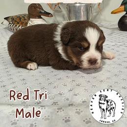Matthias - Red tri male Miniature Australian Shepherd puppy in Jaroso, Colorado from Heaven Sent Aussies