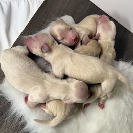 Boy - Cream male Dachshund puppy in Walla Walla Valley, Oregon from English Cream Dachshunds