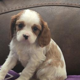 Cavalier King Charles Spaniel puppies from Britany C
