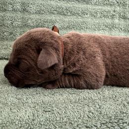 Gray 1- Brown Collar - Gray male Cane Corso puppy in Compton, California from Urban League Cane Corso