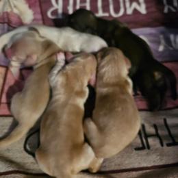 Preacher - Red male Dachshund puppy in Lebanon, Oregon from Willow Moons Dachshunds