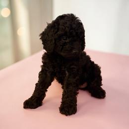 Black girl - Black female Poodle puppy in Oneida, Tennessee from Pippa’s Place Poodles
