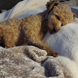 Joey - Poodle