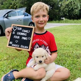 Golden Retriever Puppies from All shades Golden