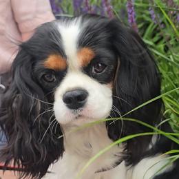 Tanzi - Cavalier King Charles Spaniel