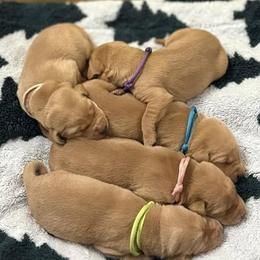 Labrador Retriever Puppies from H & H Retrievers