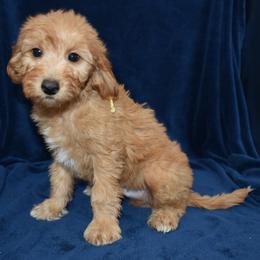 Apollo - Apricot male Goldendoodle puppy in Jasper, Indiana from Hilltop Pups LLC