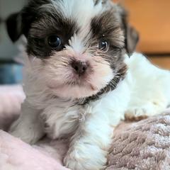 Biscuits - Black gold and white female Shorkie puppy in Idaho from Little Rascal Ranch