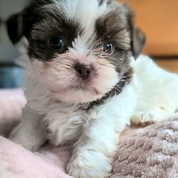 Biscuits - Black gold and white female Shorkie puppy in Idaho from Little Rascal Ranch