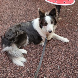 Zylah  - Border Collie