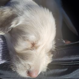 Labradoodles from Labradoods Austin