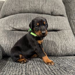 Green Collar Teal because we ran out of new green collars - Black and rust male Doberman Pinscher puppy in Lake City, Florida from Paintedcrazy Doberman Pinchers