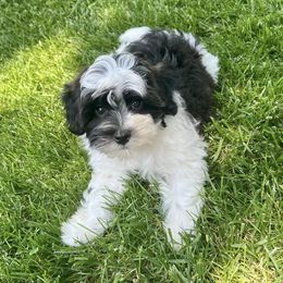 Havanese from Adriane’s Havanese