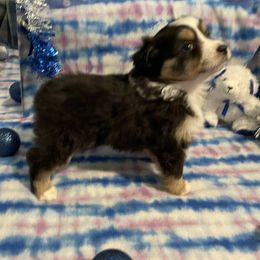 Jovi - Black tri female Miniature American Shepherd puppy in Garysburg, North Carolina from Schaefer's Miniature American Shepherds
